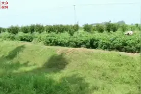 视频｜巨野县特聘农技员助力农户稳产增收图片