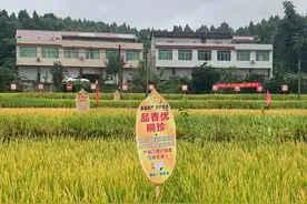 挑战亩产1000公斤！四川又一个水稻新品种明天参加超级稻“考试”图片