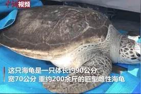“吞下这些，它得多难受啊……”图片