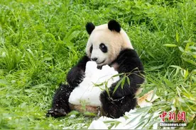 大熊猫双胞胎“梦想”“梦圆”在柏林度过两周岁生日图片