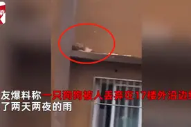 小狗被遗弃在17楼边缘淋雨2天2夜，爱心人士连夜救援图片