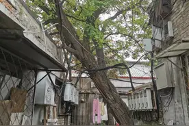活得憋屈！树根上建房，直径近一米的老国槐生存状况堪忧图片