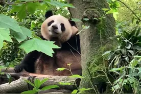 大熊猫 梅兰：我就是最可爱的不接受反驳！除非给南瓜视频封面