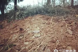 紫阳老家宅基地周围的树木被挖，该找谁去说理？图片