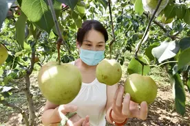 田园孟津｜这种梨长得像苹果 团购1小时爆卖15000单图片