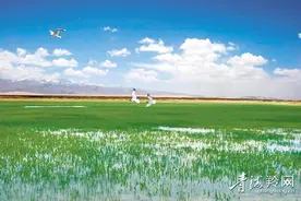 探索西部荒漠化地区生态治理路子图片