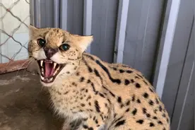 北京救助的薮猫不会放归野外，专家：严禁养殖“异宠”图片