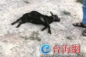 突然传出惨叫声！4米长巨蟒生吞一只大黑羊，现场画面触目惊心图片