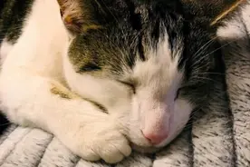 猫咪搭便车离家出走 4个月后才被找到图片