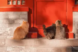 故宫里的四只御前侍卫猫 萌萌哒图片