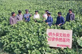 「读嘉人文」在桐乡石门、河山，看蚕桑文化的落地传承图片