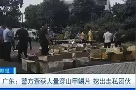 广东警方查获穿山甲鳞片8吨 穿山甲鳞片真能治病？图片