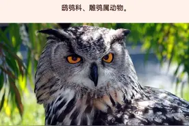 看《云南虫谷》学语文，这些生物名字你会读吗？有些还是国家保护动物哦图片