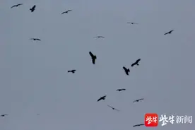 南京都市上空，千只老鹰盘旋飞舞图片