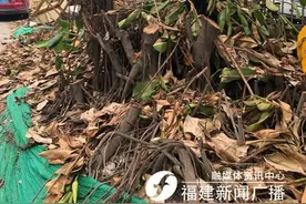 福州市区8棵大树一夜被砍光，华润万象城的理由让市民难以接受「新闻三剑客」图片