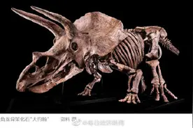 世界上最大三角龙化石将被拍卖 预计成交价在120万欧元至150万欧元图片