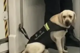 警犬地铁上紧盯乘客买的肉强忍口水，网友点赞“专业表现”视频封面