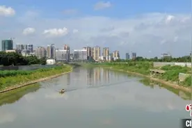 广东淡水河重现清波 阔别多年的“蓝刀鱼”又回来了图片