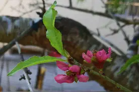 奇！河源和平县一农户家的桃树入秋后再度开花图片