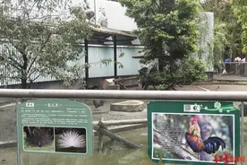 孔雀栏里不见孔雀只有鸡？成都动物园：抬头看，那只“鸡”来头不小图片