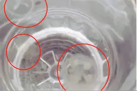 罕见！比恐龙还要年长一亿年！“水中大熊猫”惊现沈阳浑河图片