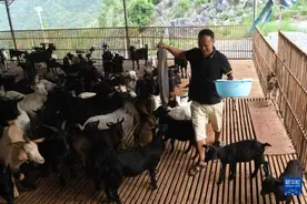 广西都安：养羊产业助增收图片