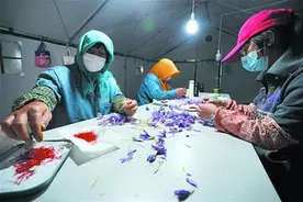 姹紫嫣红“软黄金”一亩收入四五万图片