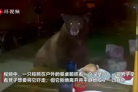 美国加州一棕熊吓走饭店食客 享用其留下的汉堡图片