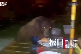 吃着吃着，熊来了图片