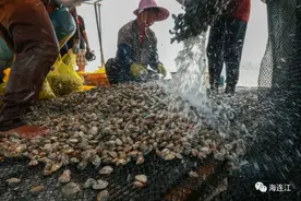 福州这批海鲜上岸！肉质紧实、肥美、个儿大……图片