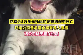 花费近5万多元托运的宠物狗途中死亡，涉事公司疑无相关资质图片