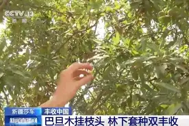 「丰收中国」新疆莎车巴旦木挂枝头 林下套种实现双丰收图片