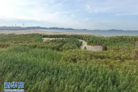学习进行时｜菌草技术是啥？习近平为何“长期关心”？图片