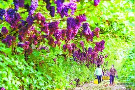即摘即走 疆果飞出天山——林果销售系列报道之三图片