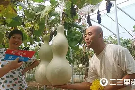最贵一个葫芦卖了8800元，大荔80后夫妇把葫芦做成产业图片