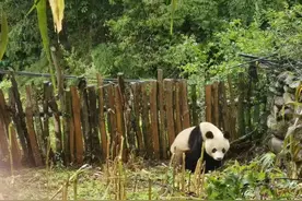 “熊猫来我家掰苞谷！”四川峨边一村庄发现大熊猫下山觅食图片