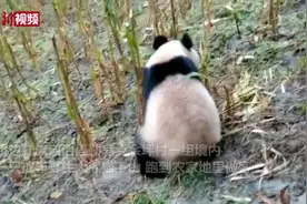 四川一野生大熊猫跑进农家地“做客” 村民围观视频封面