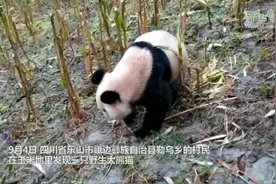 四川农户庄稼地里发现野生大熊猫视频封面