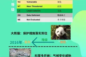 逾3.8万个物种面临灭绝威胁图片