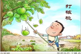 ［二十四节气·白露］打核桃图片