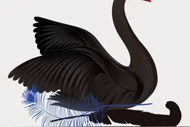 科普 | 黑天鹅：长得像“保护动物”的非保护动物图片