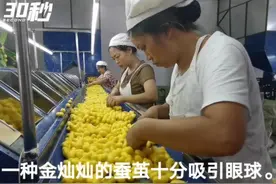 30秒 | 雪白蚕宝吐“金丝”四川宜宾高县传统蚕桑产业增添新色彩图片