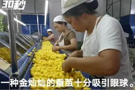 30秒 | 雪白蚕宝吐“金丝”四川宜宾高县传统蚕桑产业增添新色彩图片