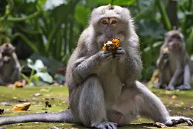 太饿太无聊，巴厘岛猴群大闯民宅抢食物图片