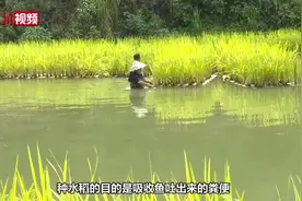 贵州一农民鱼塘试种“漂浮水稻”获成功 亩产千斤稻谷视频封面