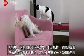 土耳其一猫咪看到狗狗撕扯沙发 立即上前拍头“警告”图片