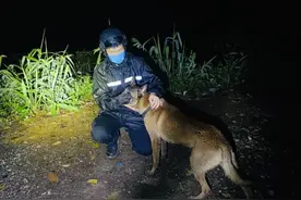 破防！眼镜蛇突袭，云南一警犬挡在民警身前不幸牺牲……图片
