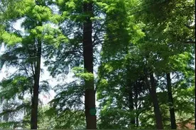 鲁迅公园里的这几棵树竟有这么多故事，你见过它们吗？图片
