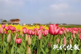 上榜第一批100个全国乡村旅游重点镇（乡），南京江宁这个街道究竟美在哪？图片