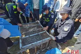内蒙古大草原发现雪豹 警民联合救助图片
